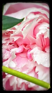 Peony in May