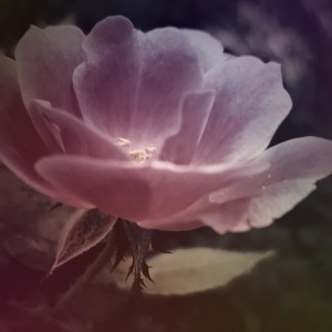 IMG_20170723_223216_485